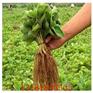 无锡批发红颜草莓苗 种植管理技术
