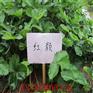 淮北妙香七号价格 签合同 保品种