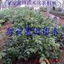 蓝莓苗哪里便宜 南高丛蓝莓品种大全