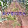 蓝莓苗源头好货