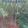2年仓方早生桃苗