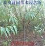 中油12 油桃苗价格