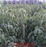 好品质中华寿桃苗