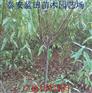 专营中华寿桃苗