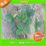 草莓新品种