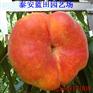 黄金蟠桃苗信息