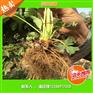 草莓苗合作社