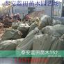 春雪苗价格优惠