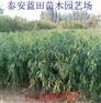 突围桃和永莲蜜桃