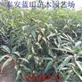 2016突围桃苗价格
