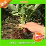 优惠拉松7号草莓苗