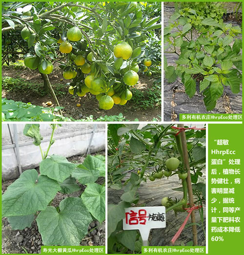 植物疫苗，超敏蛋白，蛋白肥料，蛋白农药，植物免疫蛋白，植物抗病蛋白