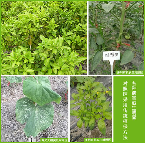 植物疫苗，超敏蛋白，蛋白肥料，蛋白农药，植物免疫蛋白，植物抗病蛋白