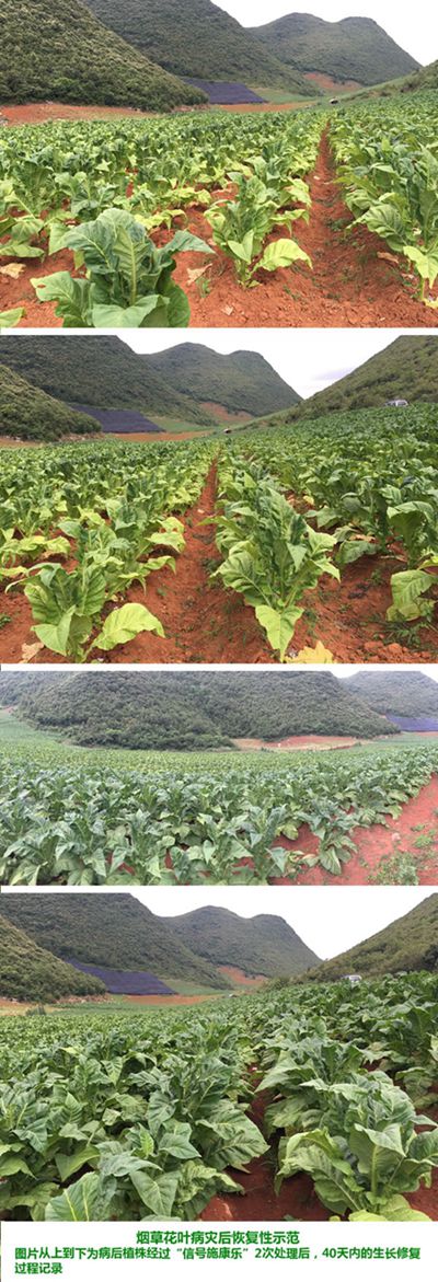 植物疫苗 超敏蛋白 蛋白肥料 蛋白农药 植物免疫蛋白 生物农药 超敏蛋白原药