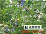 泰安蓝莓苗哪家好