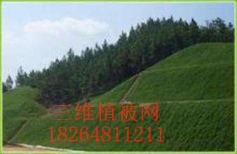 孝感三维植被网护坡（作用）—欢迎光临