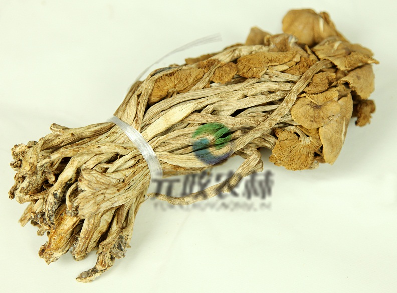 食用菌供应 食用菌供应商 元政农林