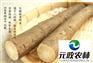 牛蒡批发商|合肥元政农林|牛蒡出口