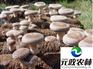 元政农林|干香菇批发厂家|香菇加工流程