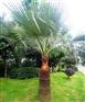 极好的棕榈树推荐|广州霸王棕
