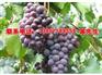 去哪找声誉好的焦溪夏黑葡萄供应商——葡萄价格