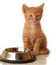 上海日本猫粮一般贸易进出口