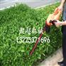 油锯割草机绿篱机  正品四冲程背负式割草机  茶叶修剪机
