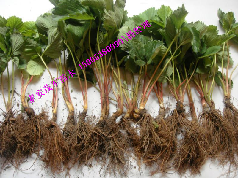 扬州哪里有章姬草莓苗