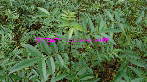 三门峡大棚花椒苗