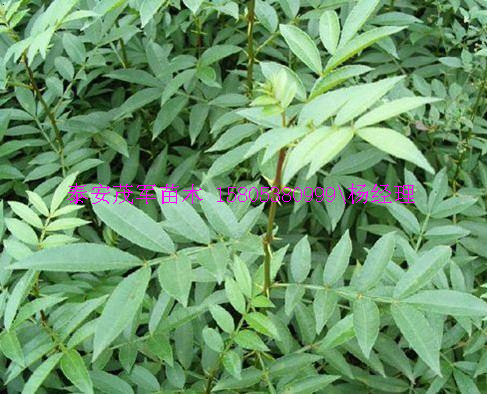 商丘大红袍花椒苗