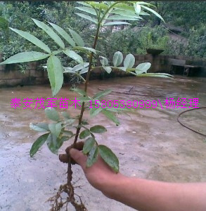 三门峡大棚花椒苗