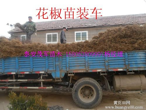 石家庄大红袍花椒苗