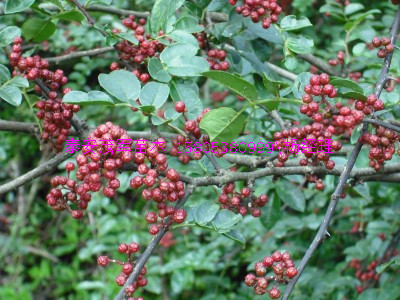 唐山大红袍花椒苗