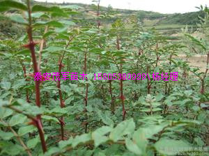 泰安大棚花椒苗