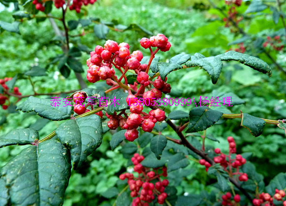 石家庄大红袍花椒苗