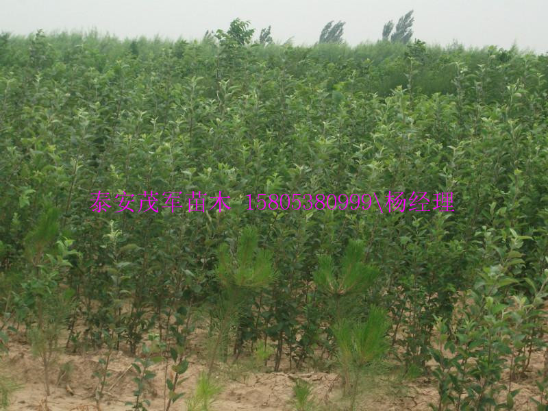 驻马店大棚花椒苗