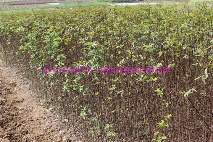 石家庄大红袍花椒苗