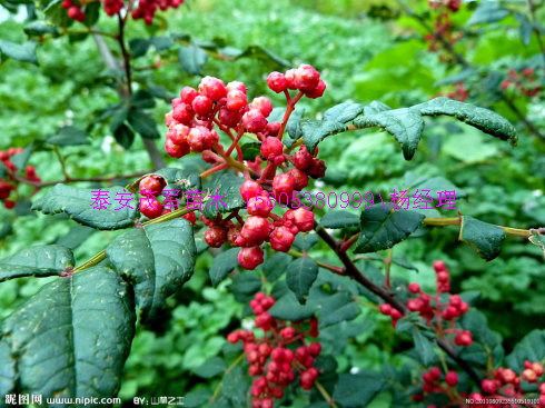 许昌大棚花椒苗