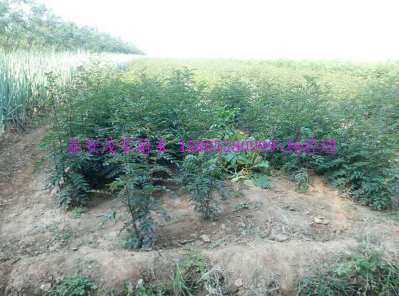 泰安大棚花椒苗