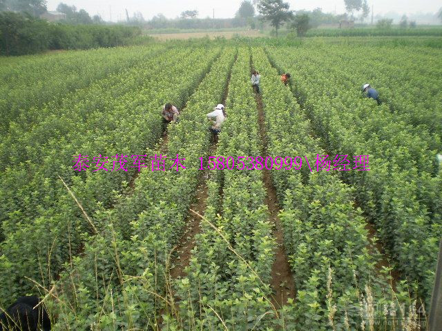 信阳大红袍花椒苗