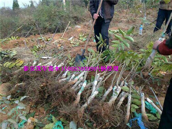 哪里有青皮核桃核桃苗价格