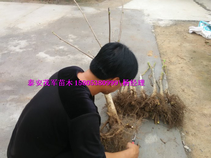 本地青皮核桃核桃苗基地  本地核桃苗核桃苗