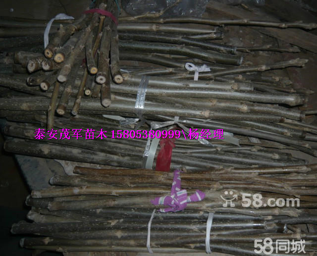 本地青皮核桃核桃苗批发