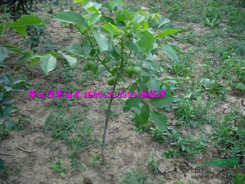 卖核桃苗青皮核桃基地