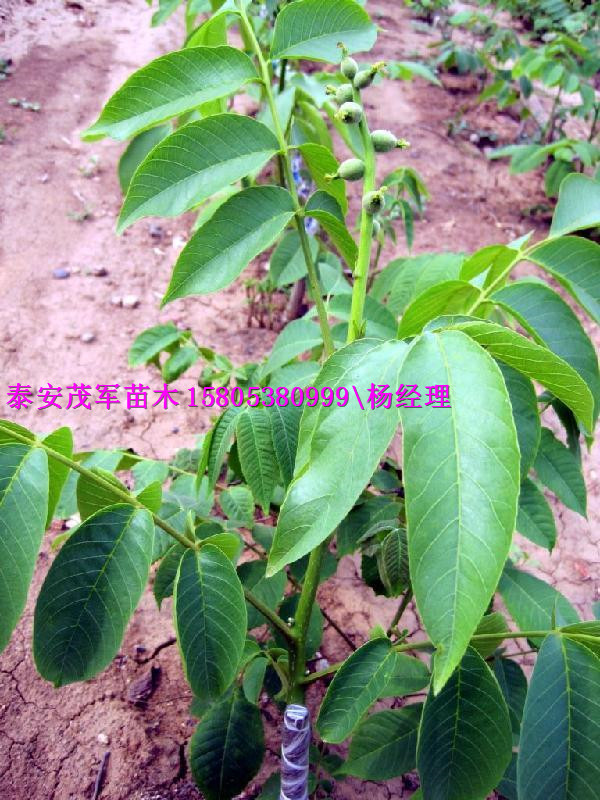 哪里有青皮核桃核桃苗价格