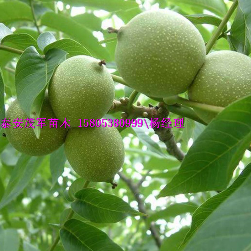 供应青皮核桃青皮核桃信息
