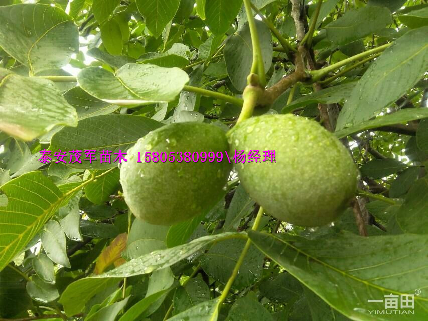 供应青皮核桃青皮核桃基地