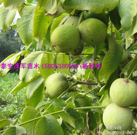 哪里有青皮核桃核桃苗基地
