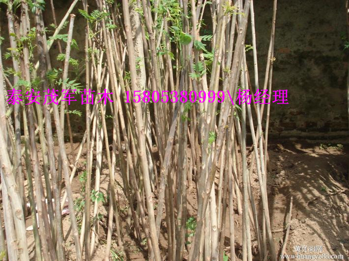 开封本地卖大棚香椿苗