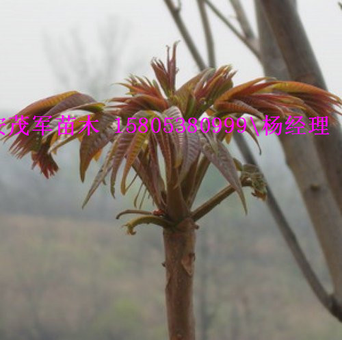 哪里有红油香椿苗大鹏香椿苗价格